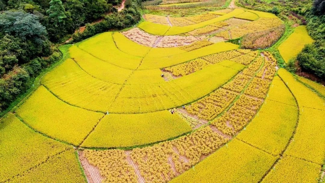 高塍猪婆肉 实景