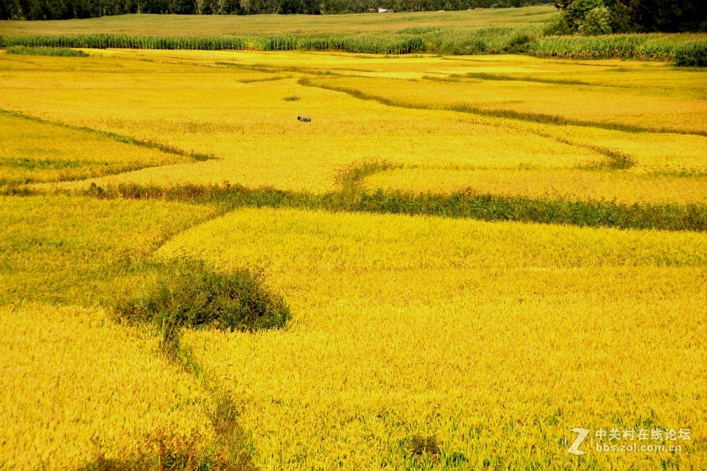 杨巷大米 实景