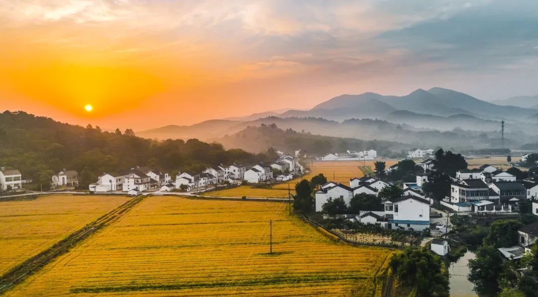 宜兴萝卜 实景