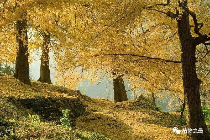 张渚白果 实景