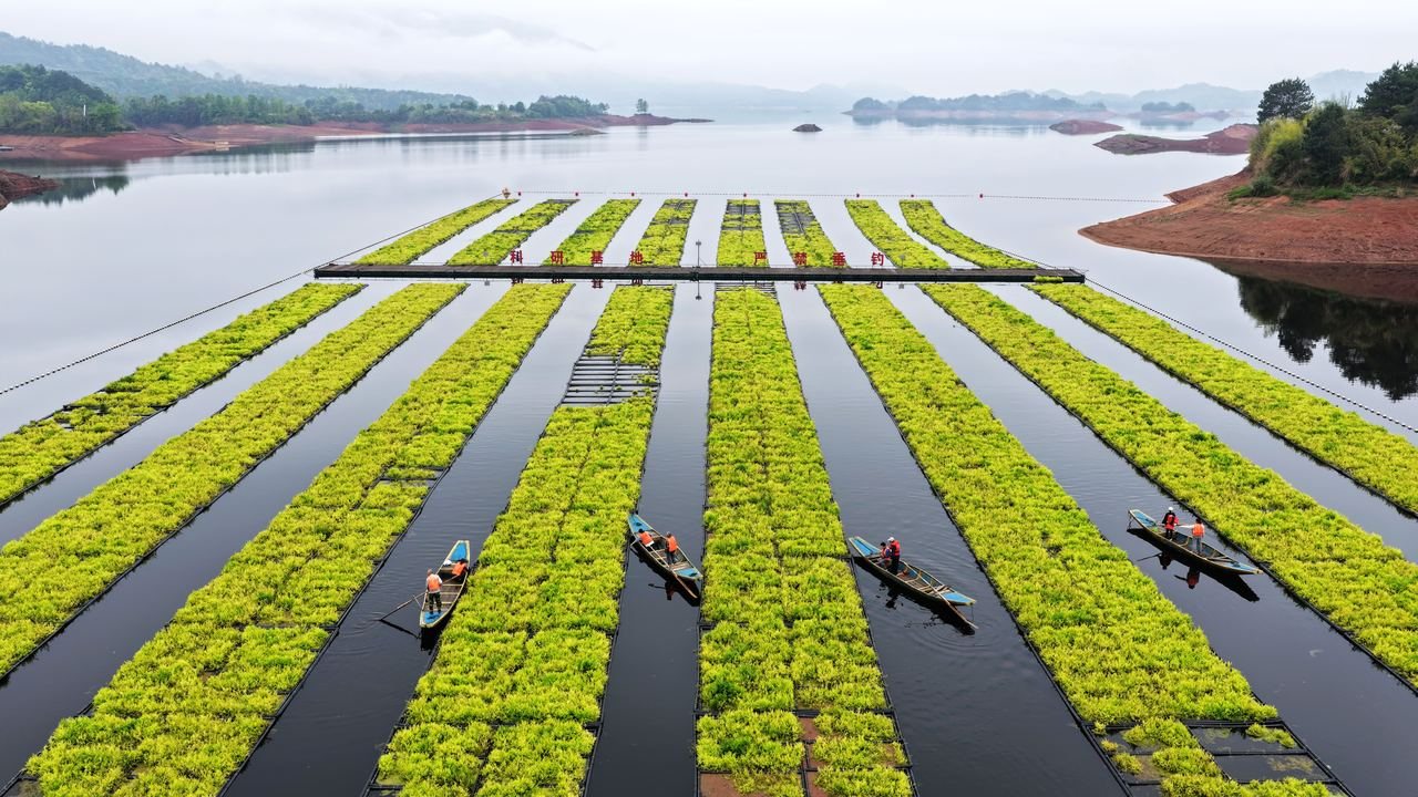 陶都水芹 实景