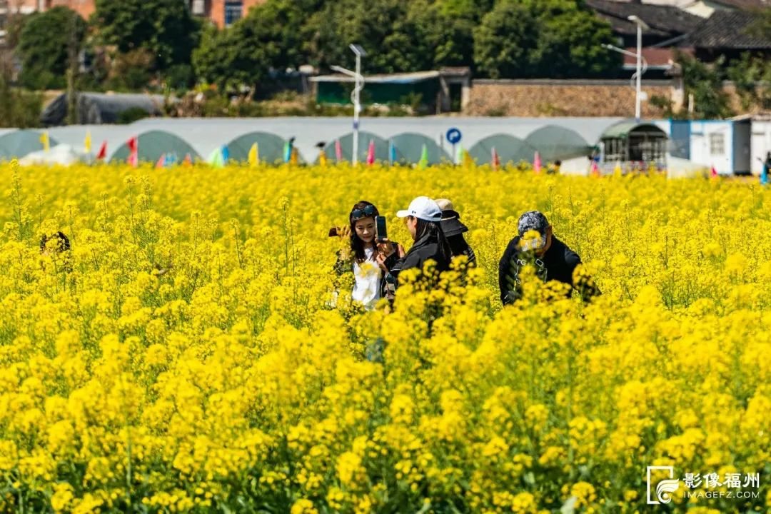 宜兴油菜花 实景照片