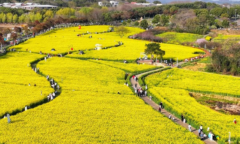 宜兴油菜花 实景照片