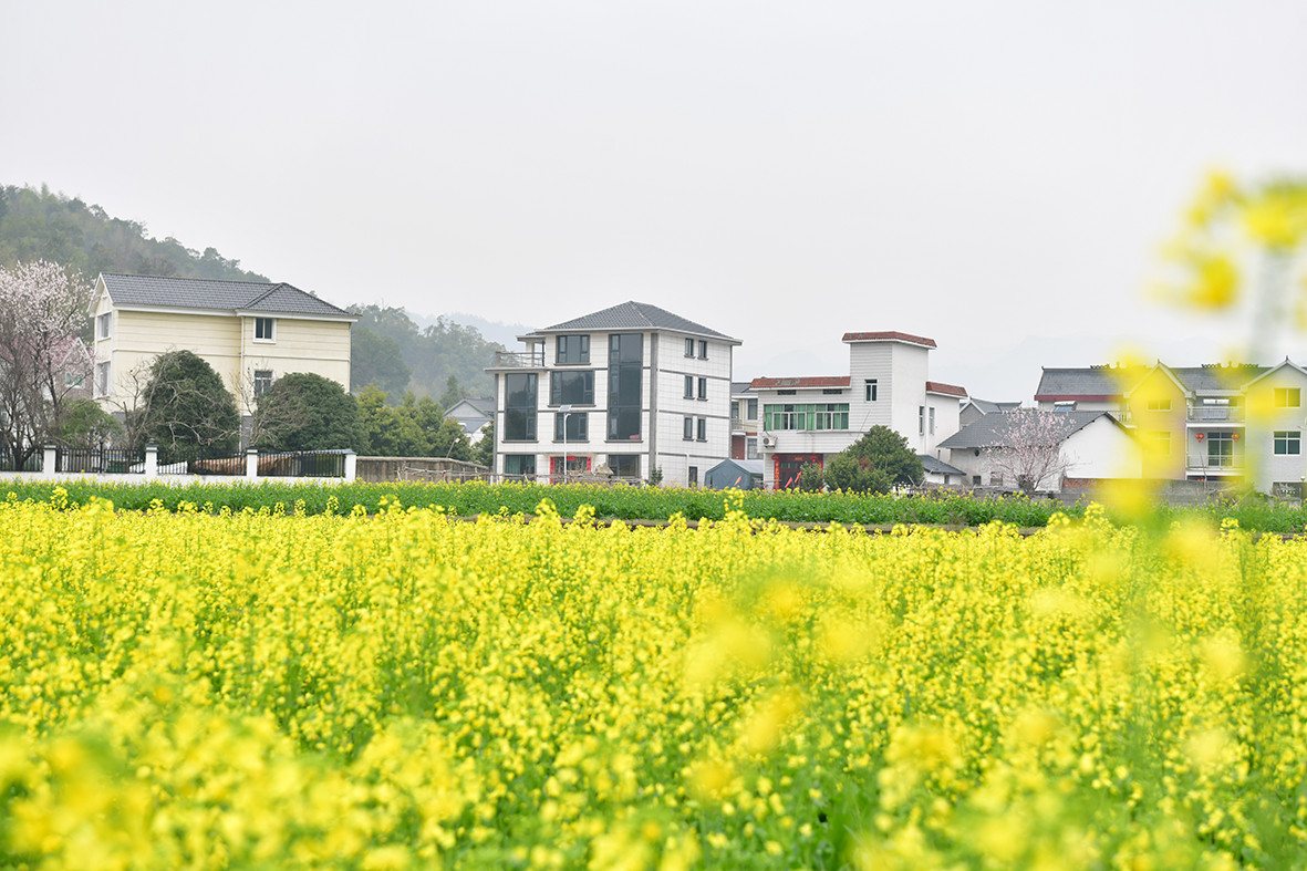 田园乡村 实景照片