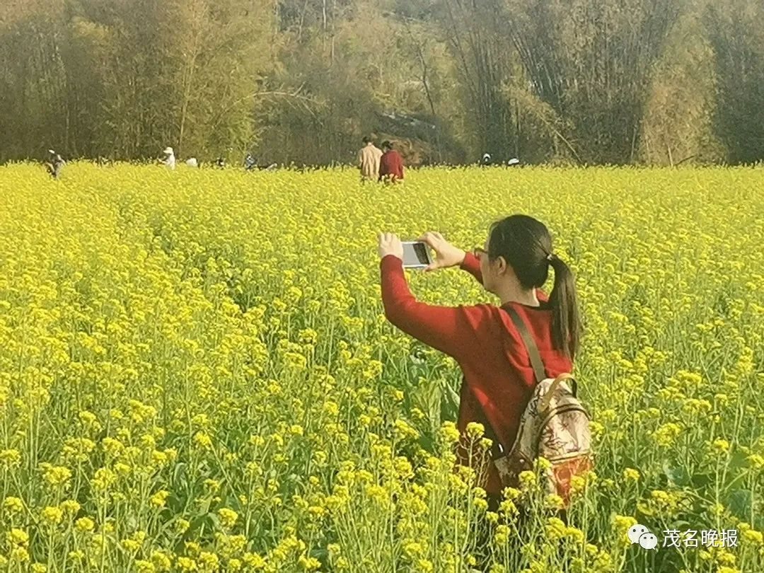 宜兴油菜花 实景照片