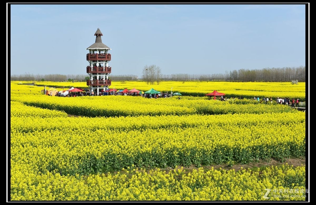 宜兴油菜花 实景照片