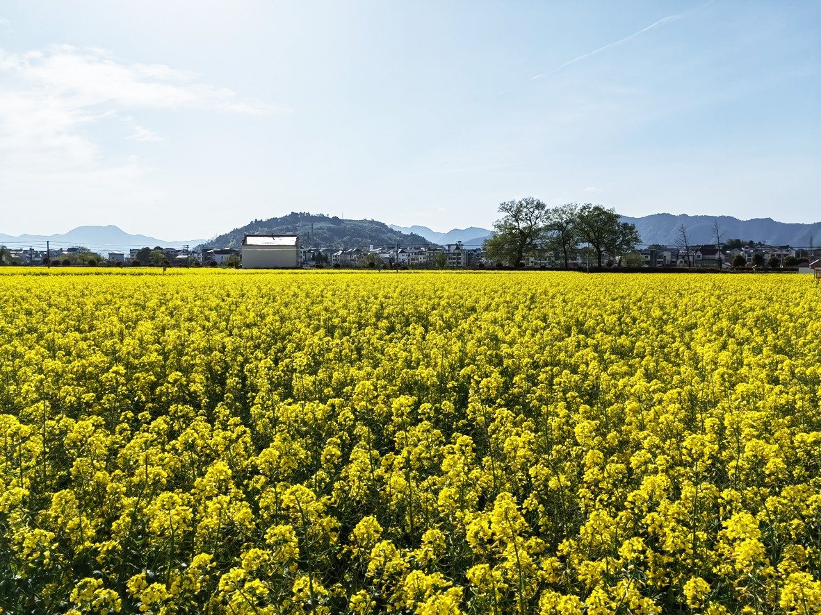 田园乡村 实景照片