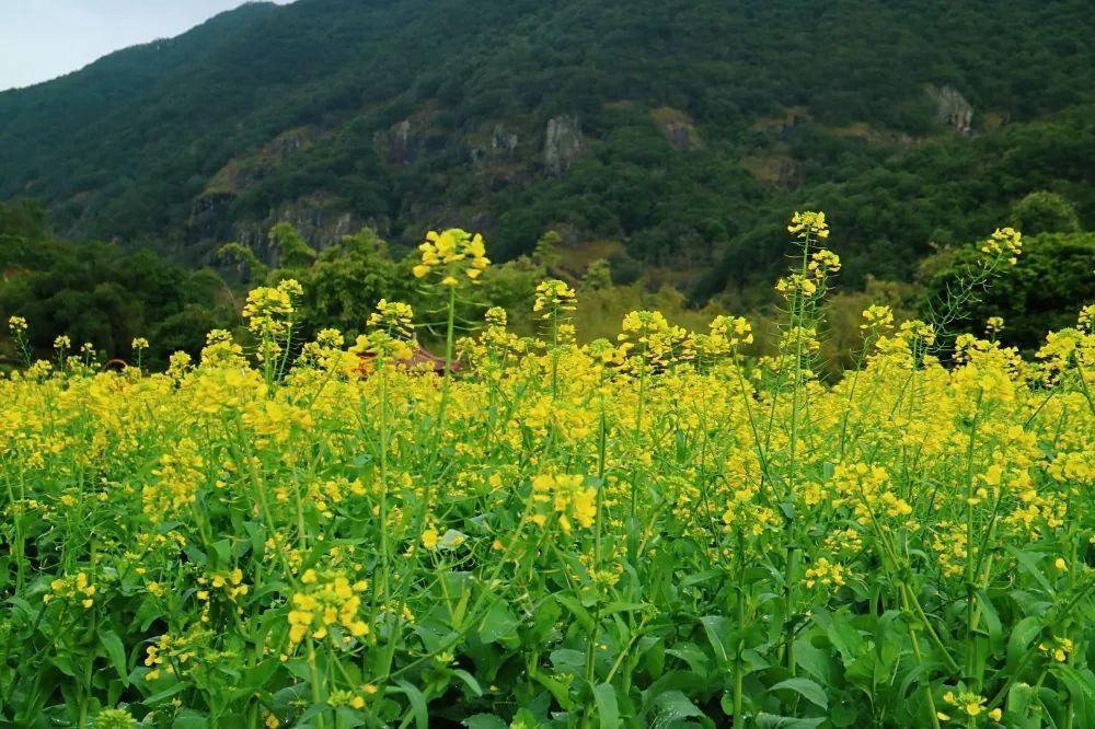 万石大米 · 渎区瓜果